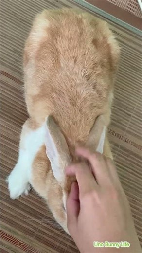 Uno’s Relax Time 🥰🐰 #bunny #cutebunny #cuteanimal #uno #pets #petsunited #cutepet #rabbit #pet
