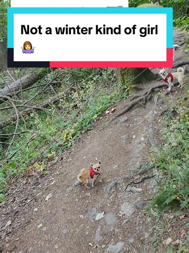 Chihuahua's Preference for Spring Over Winter