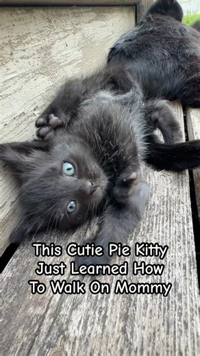 This Cutie Pie Kitty Just Learned How To Walk On Mommy! #kittens #kitty #cutekitty #lol