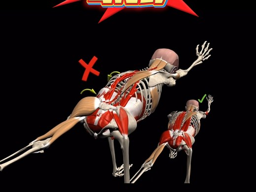 鸟狗式训练常见错误！