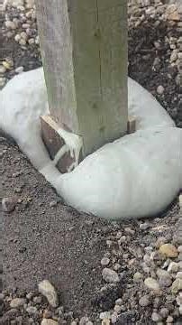 expanding fence post / mail box post foam