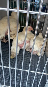 Richmond Animal Care & Control on Reels