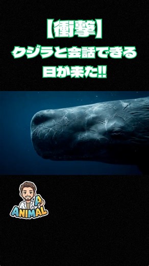 【衝撃】マッコウクジラと会話できる日が来た！？AIが解読した驚きの正体とは
