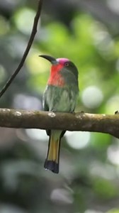15K views · 225 reactions | Red-throated bee-eater (Merops bulocki) | LEBOK KICAU | Facebook
