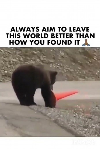 Smart Bear Fixes Traffic Cone on the Road | Animals Are Smarter Than We Think 🐻🚧