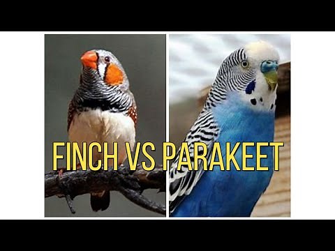 FINCHES OR PARAKEETS WHICH IS BETTER TO BUY