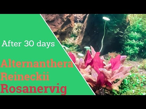 Alternanthera Reineckii Rosanervig planting and 30 days growing