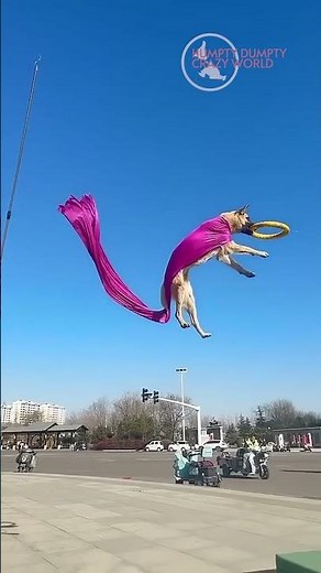 SUPERDOG 🐶🔥 | The Ultimate Heroic Dog Adventure!