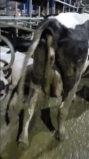 Shooting diarrhea in cattle || Shooting diarrhea in cow || Diarrhea treatment || Diarrhea in animal