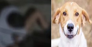 Shocking! Man Caught-On-Camera Raping Female Dog In Delhi's Inderpuri, Arrested; Video Goes Viral