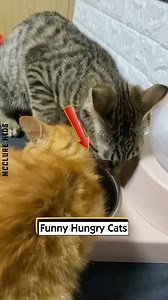 32K views · 169 reactions | Funny Hungry Cats | McClure Kids | Facebook