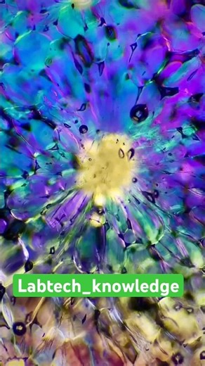 🍐 What does a Pear look like under a microscope? 🤯👉 Subscribe LabTech_Knowledge for videos!