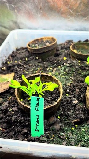 Time lapse of flowers growing. #flowers