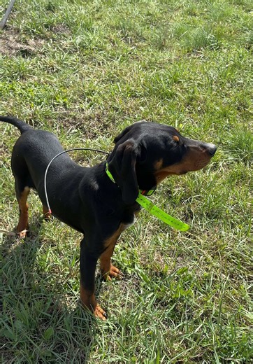 Hounds and Wild Boar Hunting in Transylvania