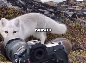 Explore Arctic Fox Therians in the Furry Community