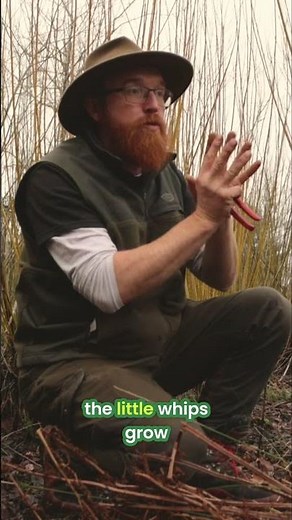 Willow Stool Harvesting: Crafting Perfect Goblets for Weaving #shorts