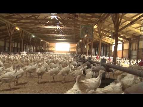 Turkey Tracks: Turkey Farming - A Family Business