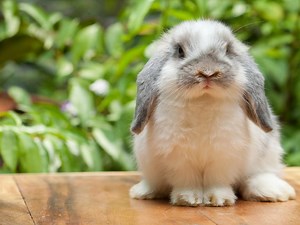 Bad Rabbit: Ten things you need to know about the latest ransomware outbreak