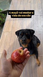 Olha o que a maçã pode fazer com seu cão 😱🐶 #dog #pet #dogs | Mentor de cães