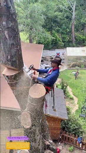 Chainsaw in the Sky: How Arborists Turn Trees Into Timeless Sculptures