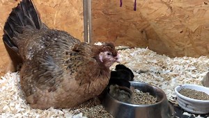 2.3K views · 84 reactions | Even more babies!  our Cream Legbar hen has hatched ten chicks! Cream Legbar’s are a britttish breed, and they actually lay green eggs! | Clyde Valley Family Park | Facebook