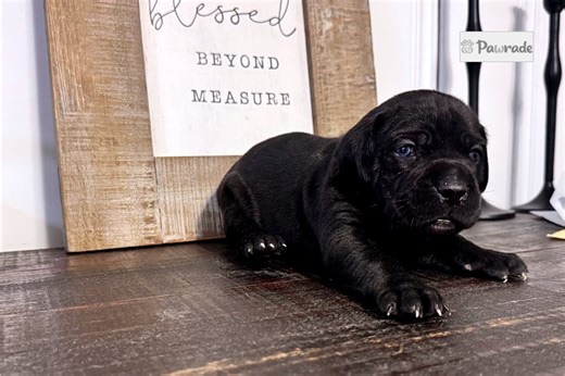 Henry - Cane Corso Mastiff Puppy 69851A