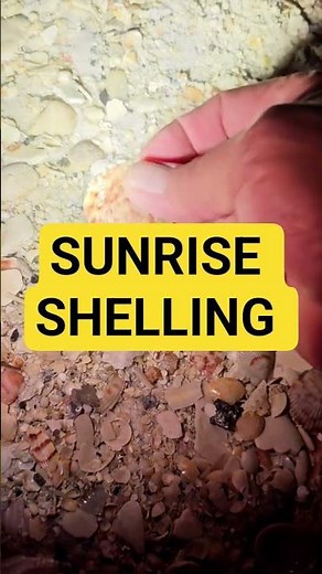 Let's go SUNRISE SHELLING ☀️ #seashell #shellinginflorida