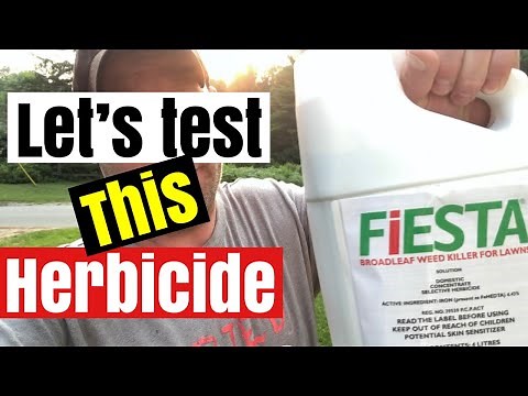 FIESTA HERBICIDE // TESTING THE PRODUCT (PART 1)