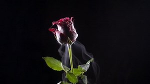 Destroying Dry Ice Frozen Rose Stock Footage Video (100% Royalty-free) 29749261 | Shutterstock