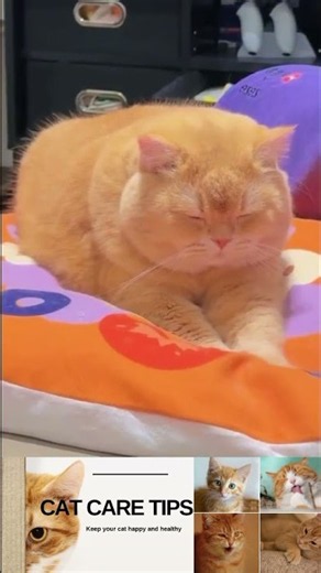Sleepy Orange Cat Relaxing on a Cozy Bed 😻 | Cute Cat Moments That Will Melt Your Heart