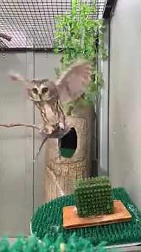 Spruce the northern saw-whet owl in slow motion flight