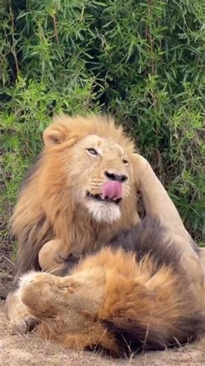 Leones #lion #salvaje #animals #zoo