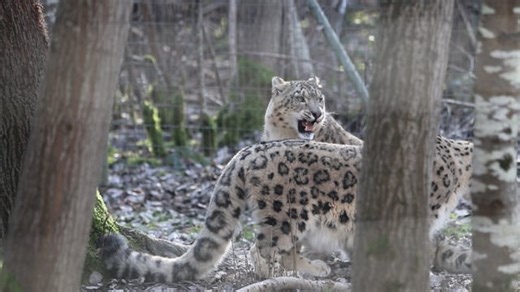 Snow Leopard, Felines, Animals. Free Stock Video