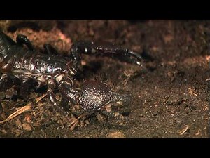 Emperor Scorpion-Cincinnati Zoo