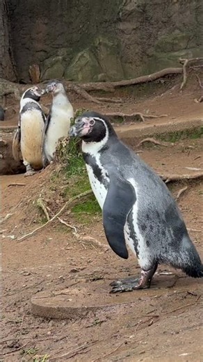 Penguin Hopscotch 🐧