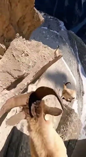 Goats POV: Relax and Watch | #goat #chill #asmr