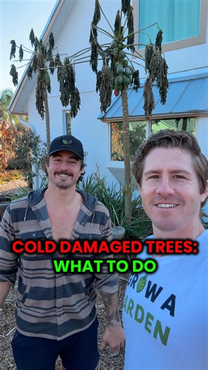 Grow Inn Homes | Real Estate & Growing Food on Instagram: "This freeze hit hard and left a lot of gardens looking crispy...❄️ It’s been a little over a week after the cold snap and here’s a real time update Right now the best thing you can do is...nothing and let your plants rest Do not prune and do not remove dead leaves yet Those damaged leaves help protect stored energy and keep moisture in the soil Mulch is key right now to insulate roots and stabilize soil moisture In a few weeks, you’ll st