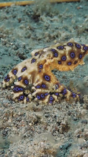 193 reactions · 43 shares | Deadly Beauty 﫣The blue-ringed octopus may be small, but it’s one of the most venomous creatures in the ocean.Here, this tiny predator moves slowly across the seabed, searching for small crabs and shrimp.Its bright blue rings serve as a warning — a beautiful yet deadly signal of its toxic power.  | Ni Komang Suci | Facebook