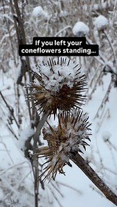 When you leave your coneflowers standing through winter, you’re doing two important things: providing seeds for hungry birds when food is scarce, and offering shelter for overwintering solitary bee larvae. Sometimes the most helpful thing in the garden is simply leaving it be. New here? Come follow along to learn more about gardening, nature, and our pollinators. #wintergarden #leaveitstanding #coneflower #gardenwildlife #pollinatorhabitat | Gigi’s Garden Gifts