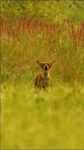 Puppy Fox Barking Sounds | Vulpes Sounds
