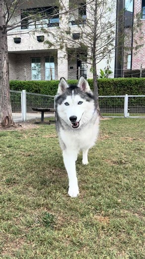 I’m perfect. #husky #huskylife #dogsoftiktok #tripawd #fyp | huskies