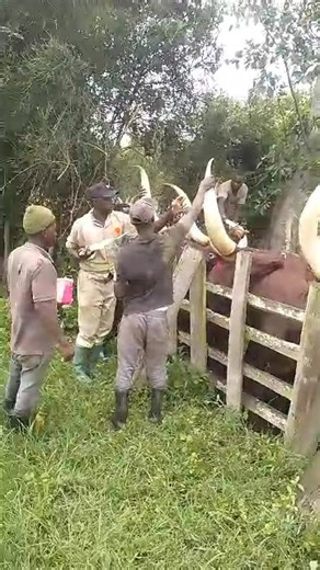 17K views · 72 reactions | Today we are deworming this magnificent Ankole herd in the Kiruhura district with Sanga Worm & Fluke. #animalhealthmatters #animalhealth #cattle #cattlefarming | Sanga Vet Chem Ltd | Facebook