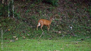 Barking roe deer or Muntiacus muntjak in nature field, walking in green forest and looking food. Cute common muntjac, wildlife in Thailand Khao Yai National park