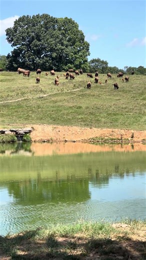 Bison at Dogwood Canyon Nature Park #bison #nature #travel