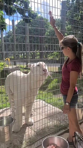 Romeo the Tiger! | Wild Charles