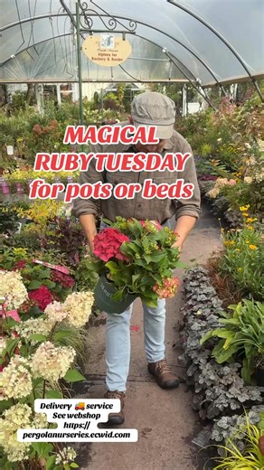 #add WEBSHOP https://pergolanurseries.ecwid.com . Hydrangea “Magical Ruby Tuesday “ HYDRANGEA “MAGICAL RUBY TUESDAY “ Flowers non stop from June until October. Changes colours as the year moves on ,ending In late Summer early autumn Ruby Red Winter hardy and tough FEED WITH FLOWER MAX every six weeks from now for best results !. Apply FLOWERMAX around roses ,perennials,hydrangeas,shrubs ..for best quality flowers. FLOWERMAX increases flower size and quantity. Apply every 4-6 weeks from now for b
