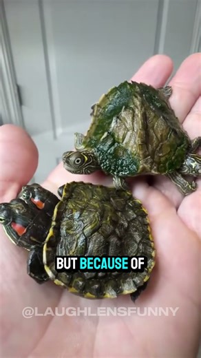 The Rarest Two-Headed Turtle You’ll Ever See 😳 #shorts