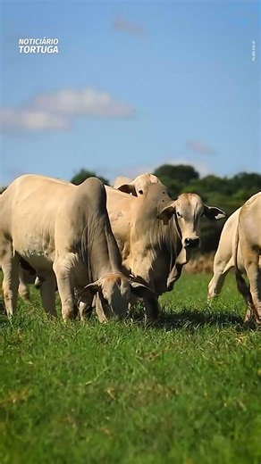A pecuária goiana mostra a força na terminação | Noticiário Tortuga