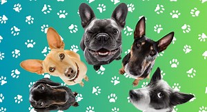 8 vets were asked which dog breed is most 'overrated' and owners are getting offended