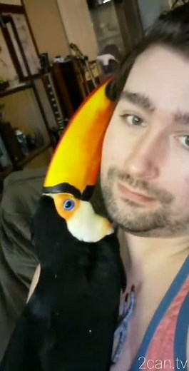 Toupac the Toucan CUDDLES!!